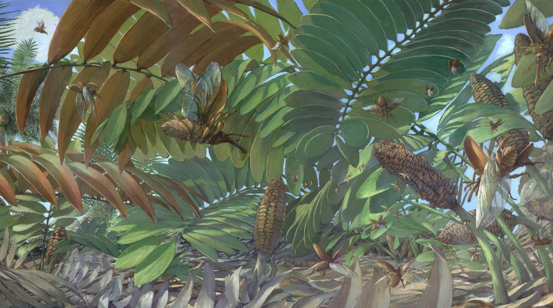 Cycads: From Field Biology to Neurobiology, a Botanical Journey » New ...