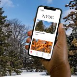 Hand holding iPhone with NYBG black logo and two images of trees in winter in front of a winter landscape showing the Bloomberg Connects app.