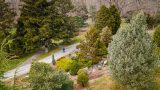 Drone photo of the Benenson Ornamental Conifers