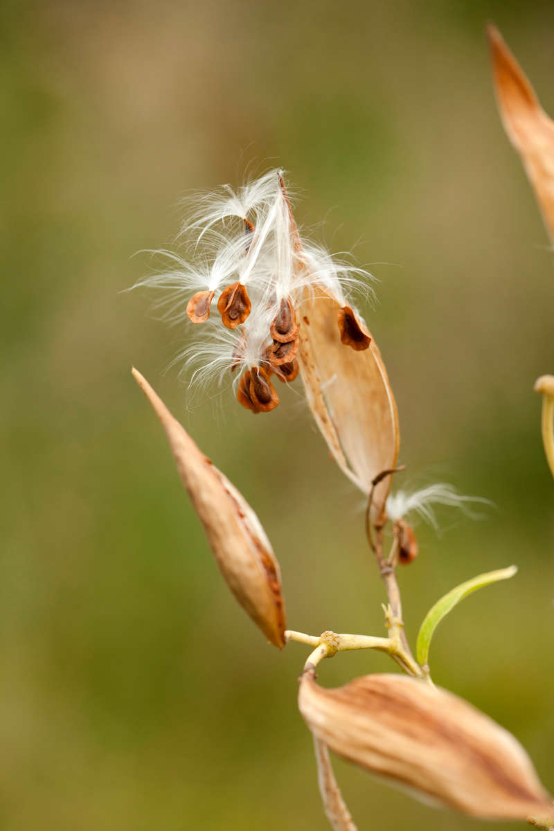 what-is-a-seed-new-york-botanical-garden