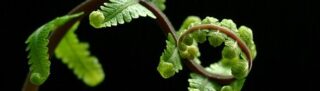 The Fern Cell Atlas | New York Botanical Garden