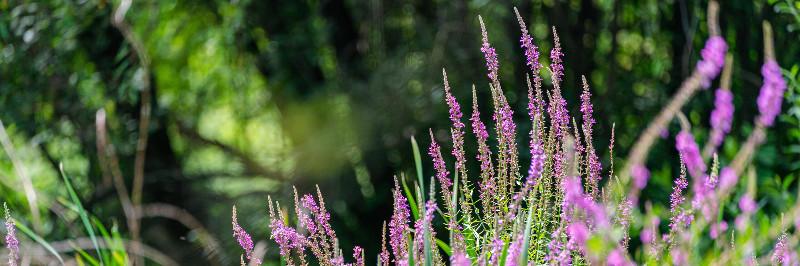 Mapping the Purple Menace | New York Botanical Garden