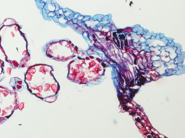 The Fern Cell Atlas | New York Botanical Garden