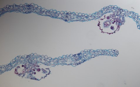 The Fern Cell Atlas | New York Botanical Garden