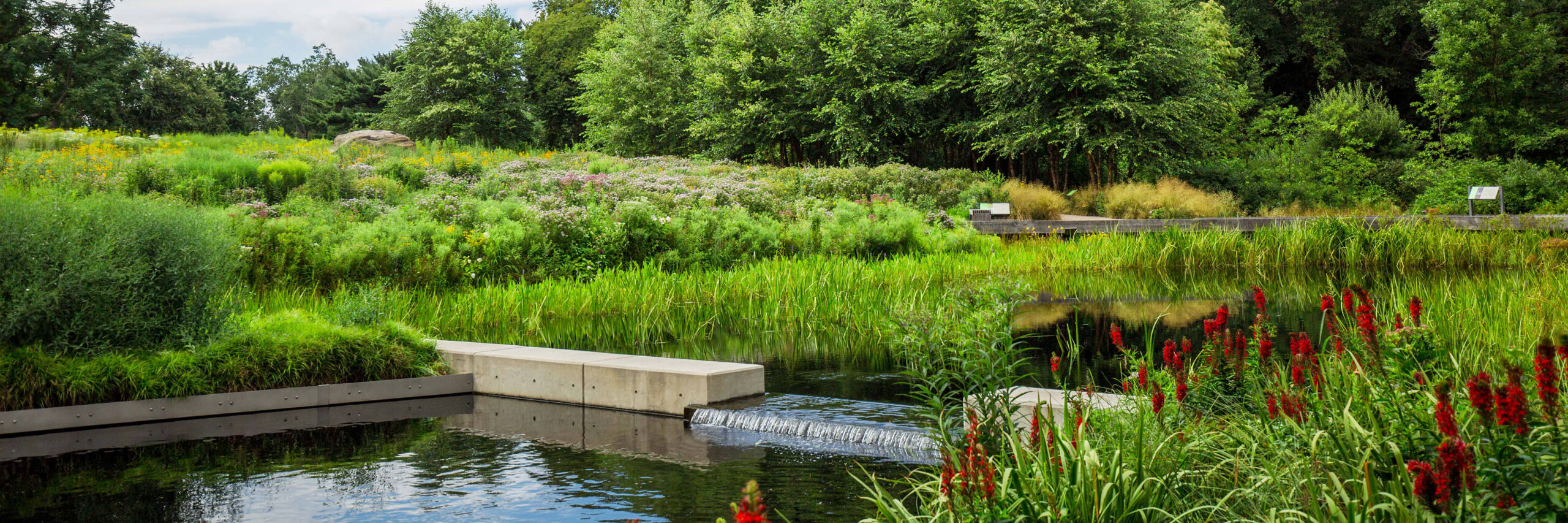 A bright green garden with a water feature cutting through it