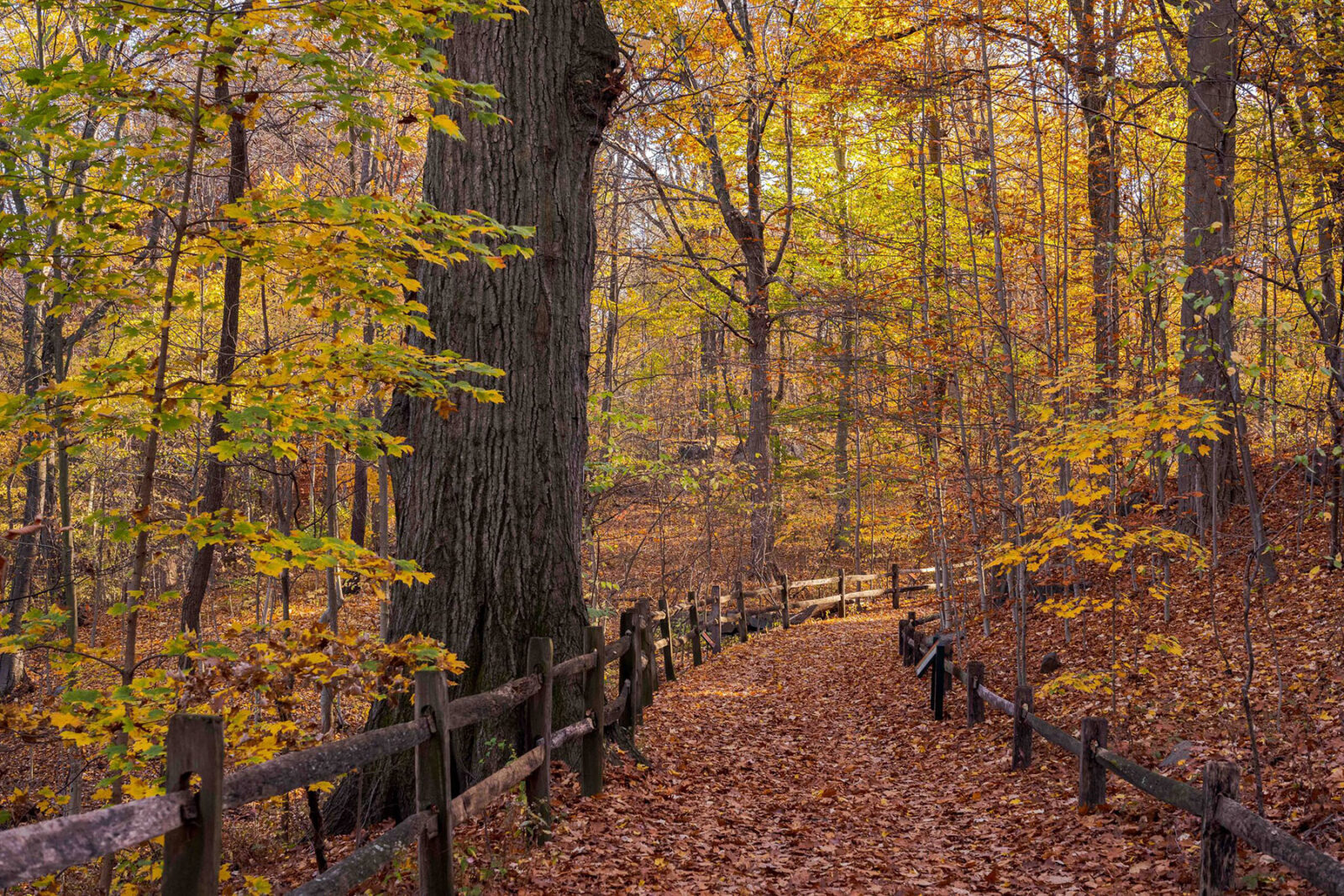 Urban Forests: Good for the City and for the Climate | New York ...