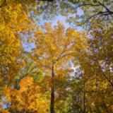 A bright fall forest of yellow leaves under a blue sky