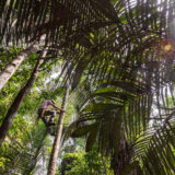 An arborist climbs a palm tree in a sunny and green tropical forest