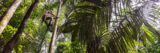 An arborist climbs a palm tree in a sunny and green tropical forest