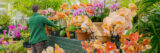 A person in a green sweatshirt arranges colorful flowers in clay pots