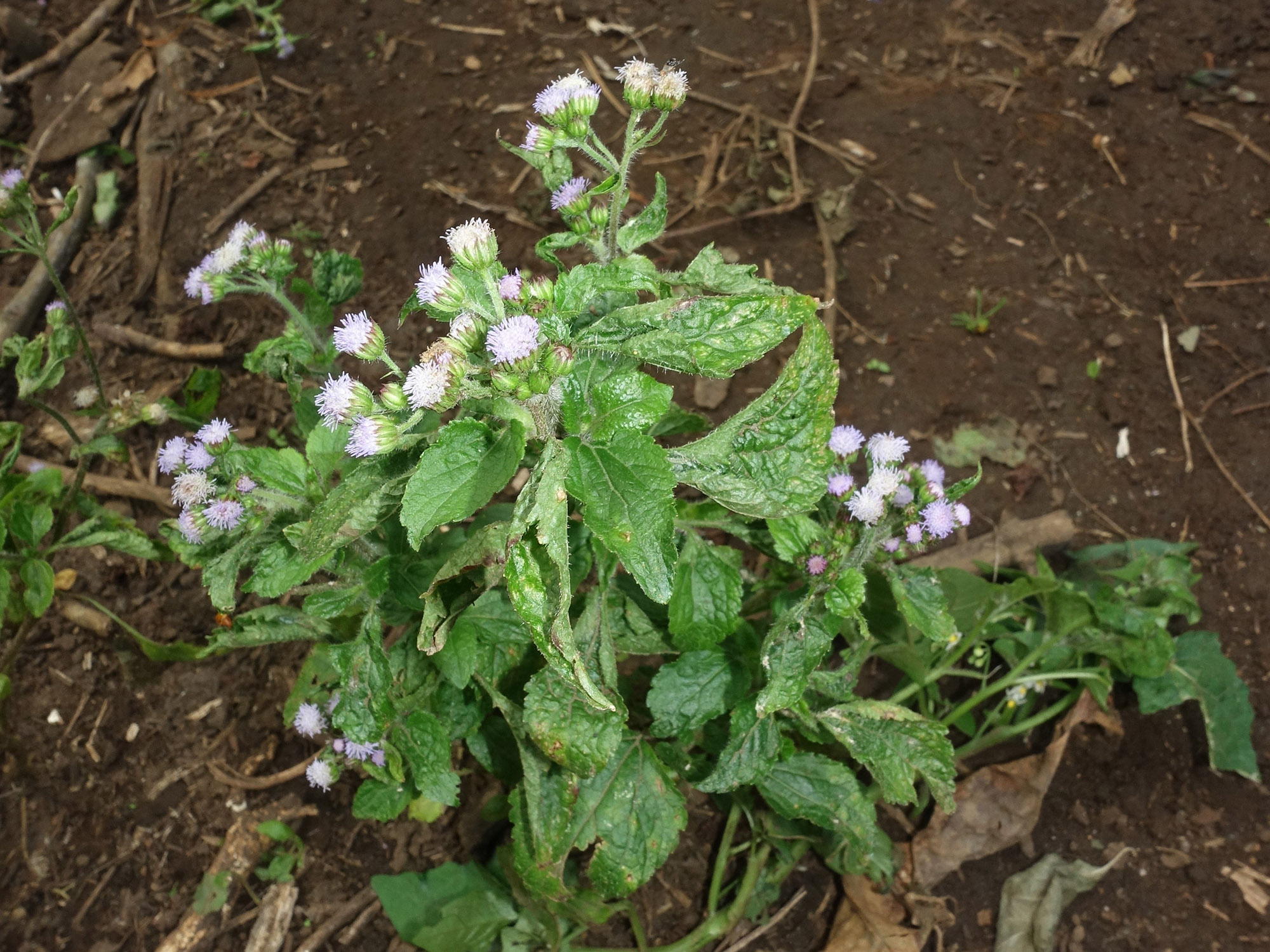 A small green-leafed plant with white flowers