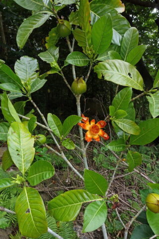 A bright orange flower blooms among green foliage