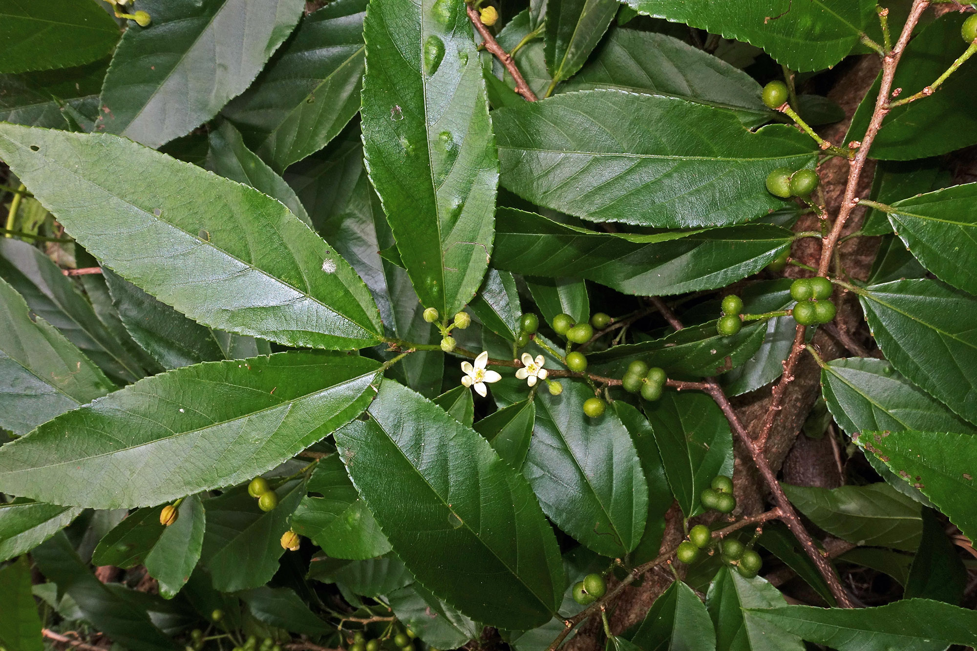 A plant with dark green, ovate leaves and tiny white flowers