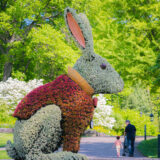 A large topiary arranged to look like a white rabbit wearing a red coat stands in the sunlight