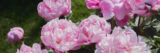 A collection of bright pink flowers blooming in the sunlight