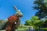 a large White Rabbit topiary looms above visitors in a red coat and with a pocketwatch around its neck