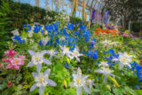 a display of light blue, cobalt, orange and yellow flowers bask in sunshine in the Conservatory