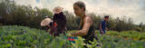 People pick food while working in a farm field