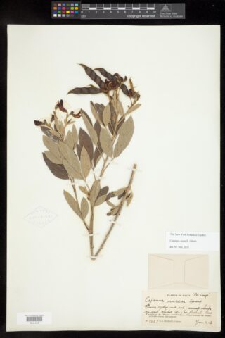 A dried leafy plant specimen mounted on white paper with notes scrawled underneath in cursive.