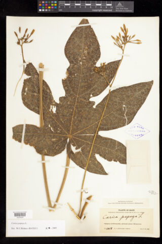 A dried leafy plant specimen mounted on white paper with notes scrawled underneath in cursive.