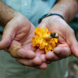 A close up of hands holding a bright yellow, ruffled fungi.