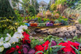 Model train cars that read "NYBG" pass in front of a miniature conservatory made from golden-hued plant parts, surrounded by red poinsettias and other plants