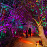 People in winter clothes explore a colorfully lit conservatory house full of purple and green