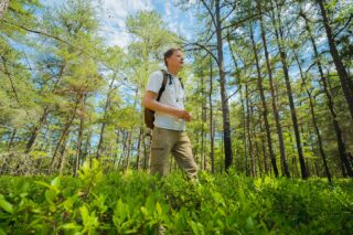 A scientist with a backpack walks through a pine forest, with green shrubs underfoot.