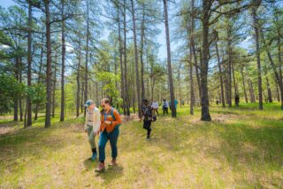 A group of scientists walk through a forest of tall pines.