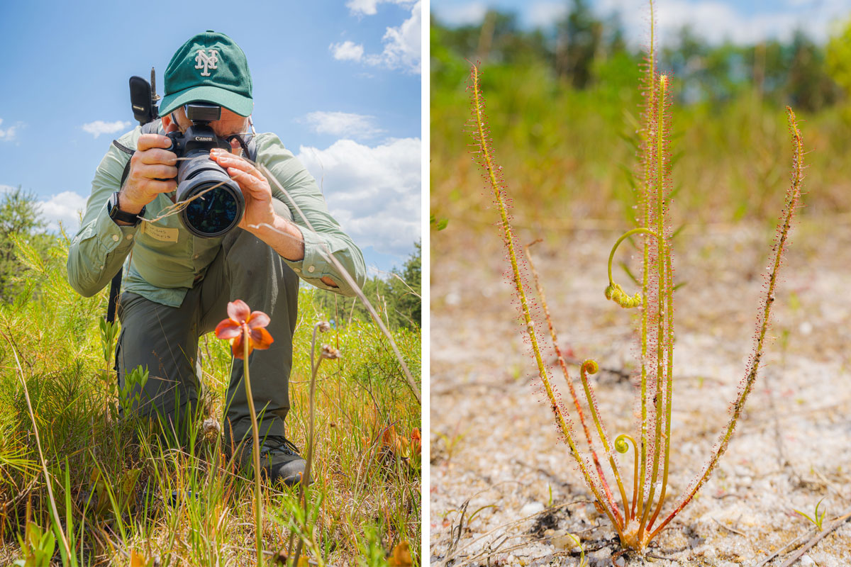 An image of a man in a green hat taking a photo of an orange flower with a large camera lens, next to an image of a plant with thin, green, spiky stalks coming up from the ground.