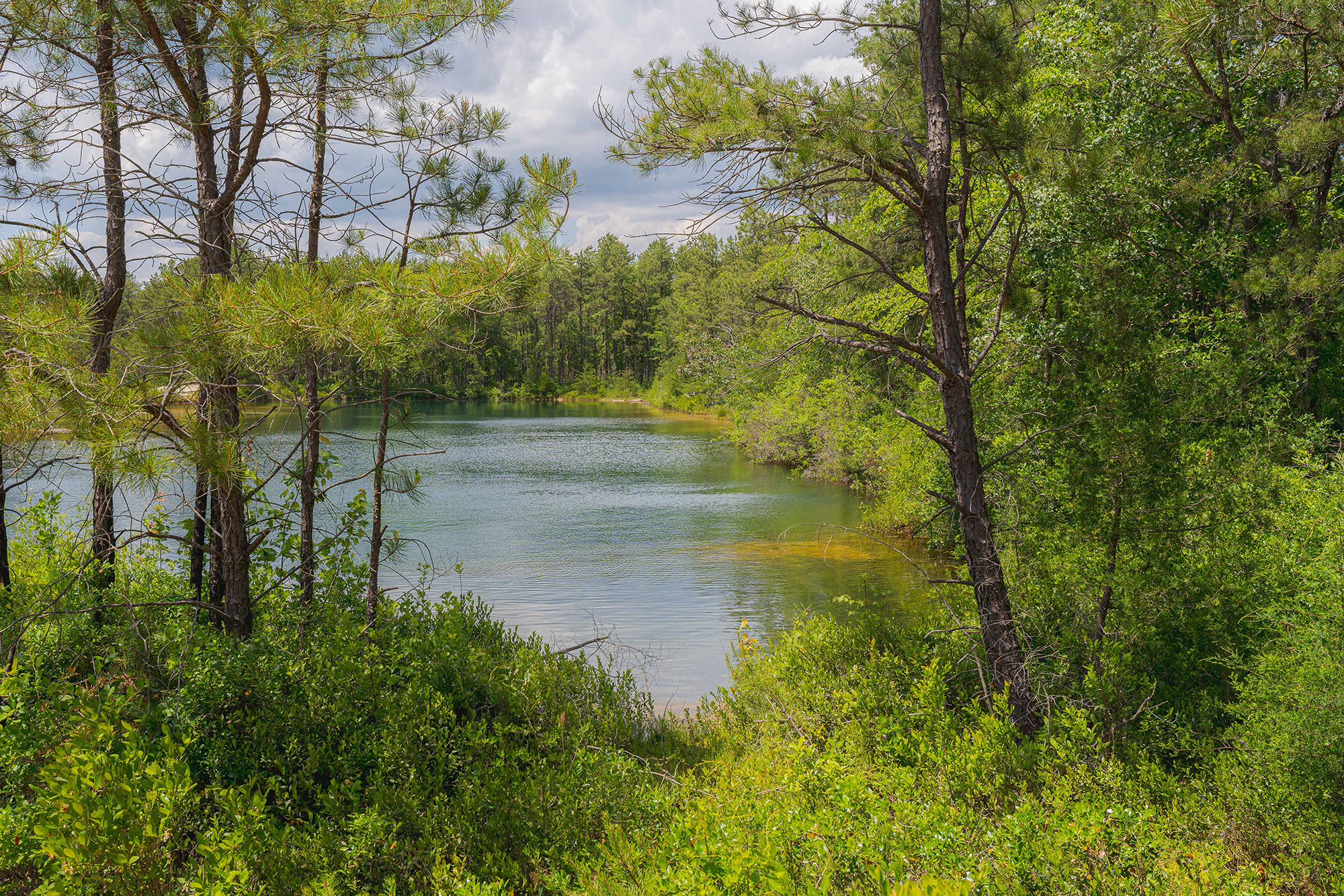 A lake surrounded by green pines and shrubs.