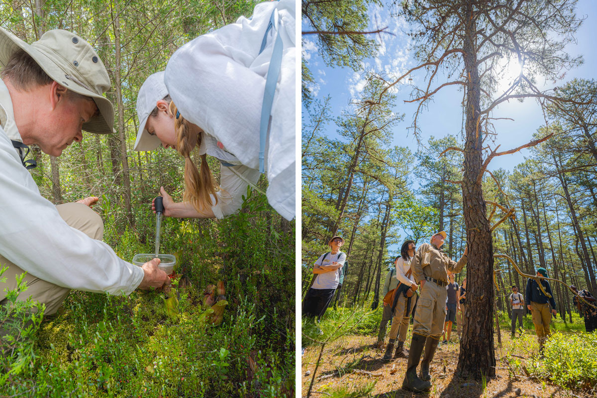 An image of two scientists in a wetland taking a sample with a big dropper tool, next to an image of a group of scientists standing around a tall, thin, scraggly oak in a forest.