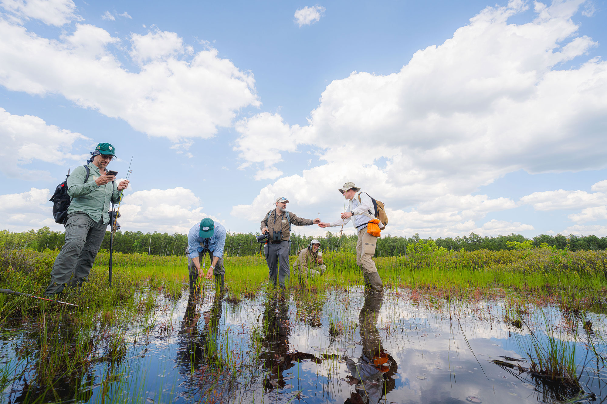 Five scientists examine plants in the water of a shallow wetland.