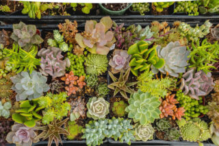 A variety of succulents in black containers.