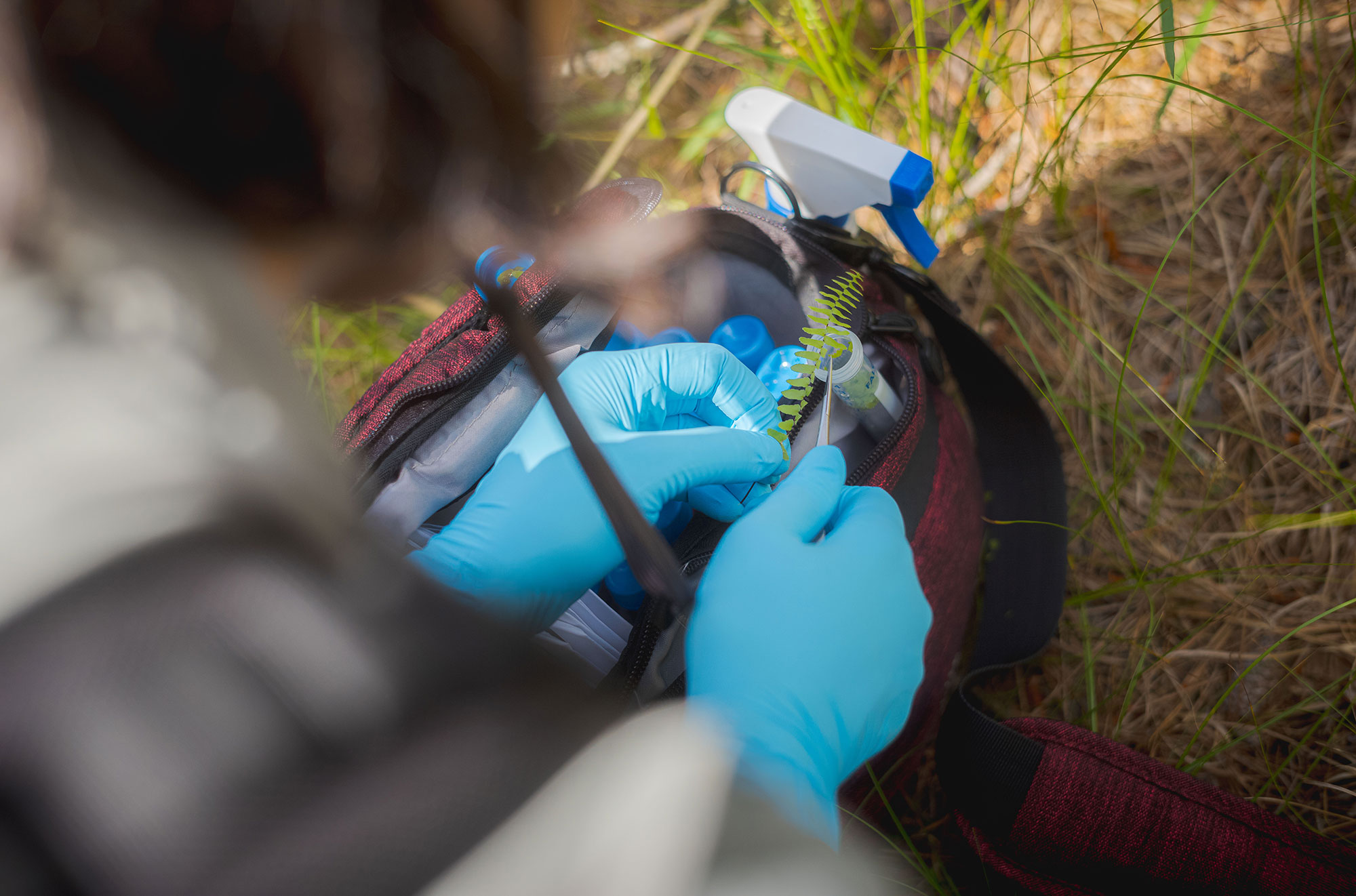 A person wearing blue plastic gloves examines a fern leaf out in the field.