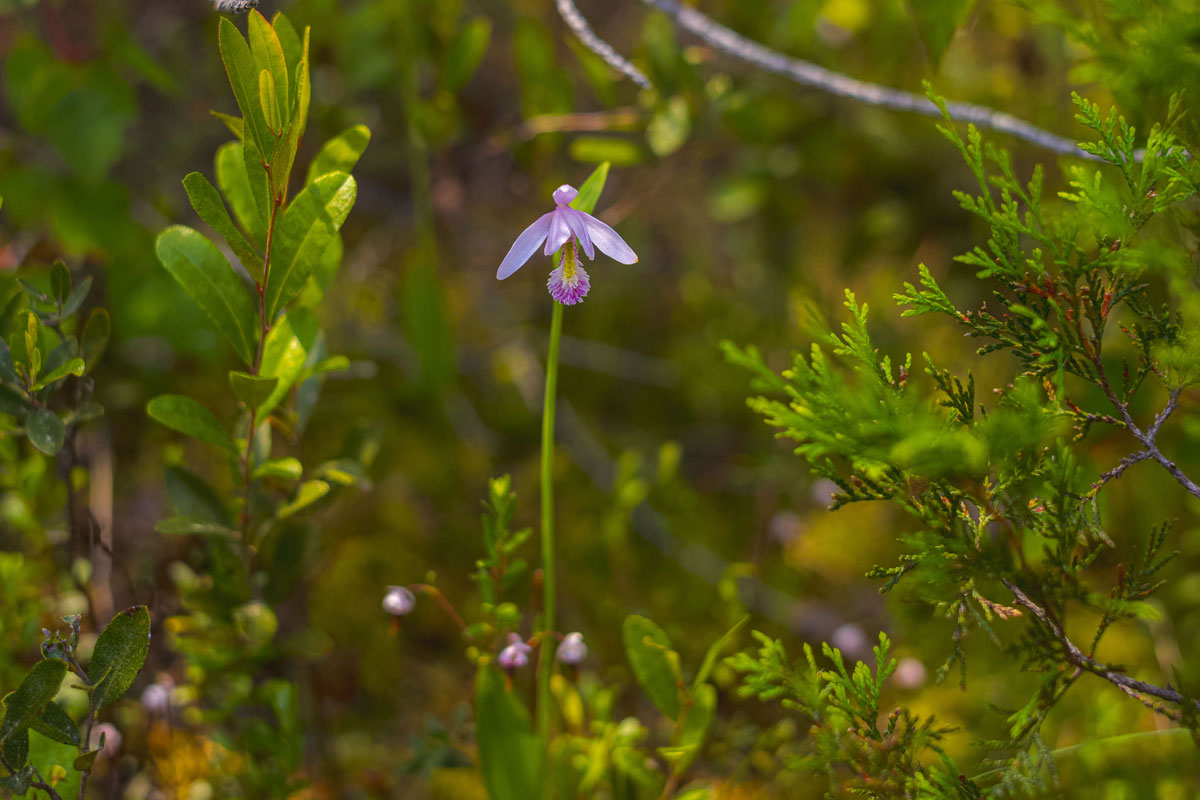 A small purple flower with three petals and a thin green stem surrounded by other green foliage.