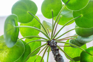 A view from underneath a plant topped with many stems sprouting into green round leaves.