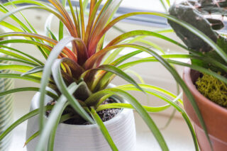 A spiky houseplant with many leaves that are red in the interior and then fade to green.