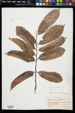 A dried leafy plant specimen mounted on white paper with notes scrawled underneath in cursive.