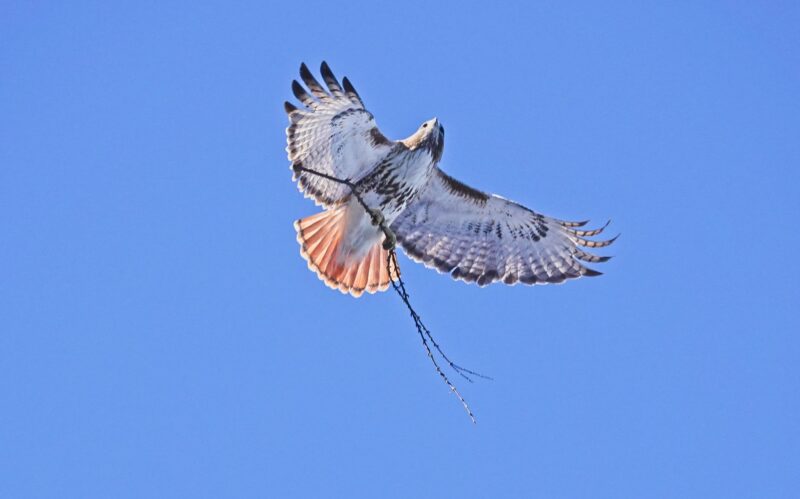 A large bird of prey carries a tree branch across a clear blue sky