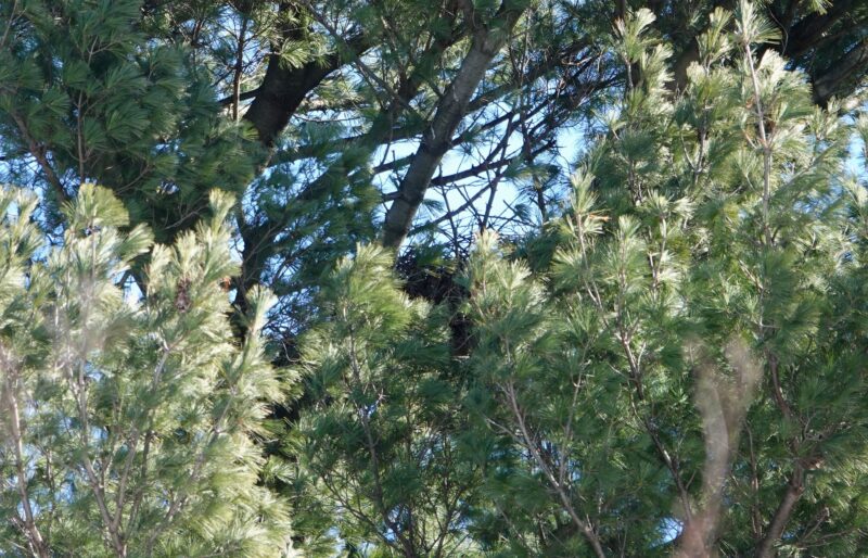 A view of a distant bird's nest among green-needles tree branches