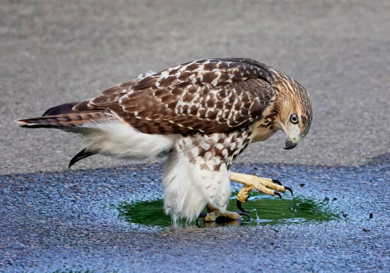 A large brown and white bird of pray splashes in a puddle on an asphalt road