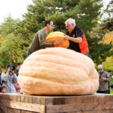 Two people on a wooden platform cut open an enormous wooden pumpkin