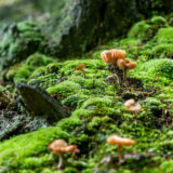 Small brown mushrooms grow on green, mossy rocks