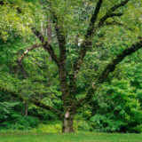 A large branching tree sits among lush greenery