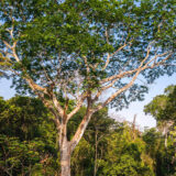 A tall tree with pale bark reaches up into the blue sky with its leafy green branches