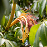 A yellow bundle of reedy seeds emerging from a green tropical plant