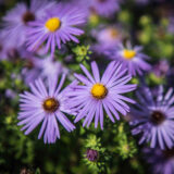 a group of purple flowers with yellow centers 'Raydon's Favorite'