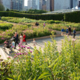 a group of people are walking on a boardwalk surrounded by lush green plants with purple flowers