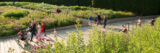 a group of people are walking on a boardwalk surrounded by lush green plants with purple flowers